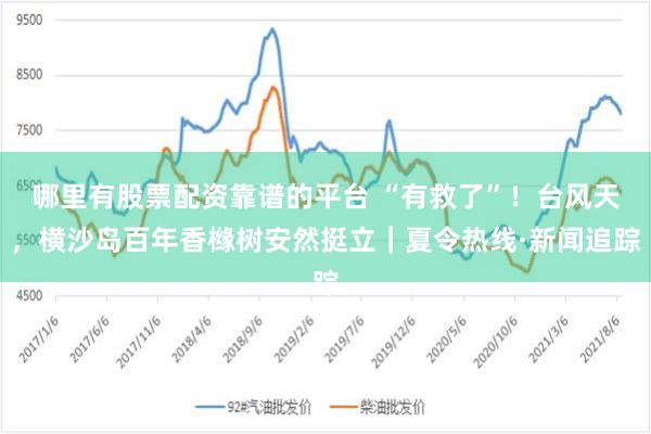 哪里有股票配资靠谱的平台 “有救了”！台风天，横沙岛百年香橼树安然挺立｜夏令热线·新闻追踪