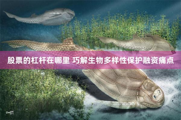 股票的杠杆在哪里 巧解生物多样性保护融资痛点