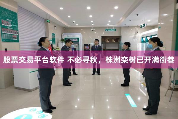 股票交易平台软件 不必寻秋，株洲栾树已开满街巷