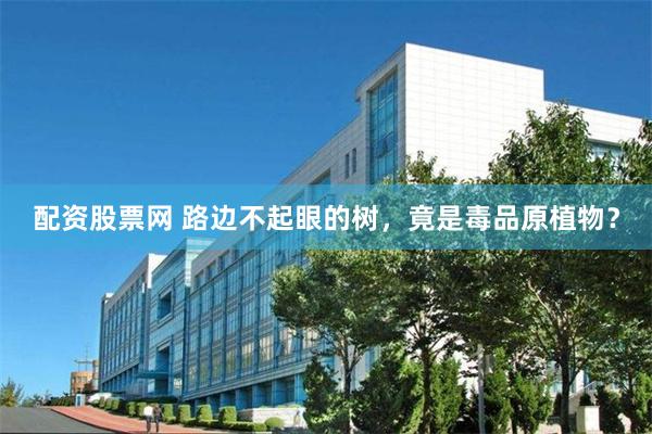 配资股票网 路边不起眼的树，竟是毒品原植物？